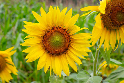 Close-up of yellow sunflower