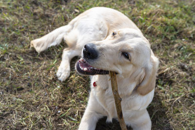 A young male golden retriever lies in the grass and bites a stick.