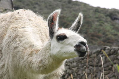 Close-up of an animal on field