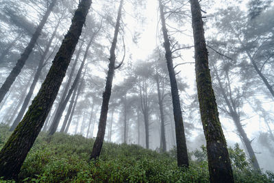 Low angle view of trees in forest