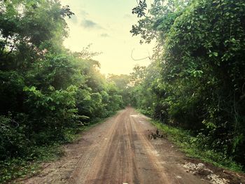 Road amidst trees against sky