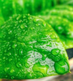 Close-up of green leaves