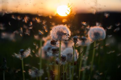 Close-up of dandelion flower on field during sunset