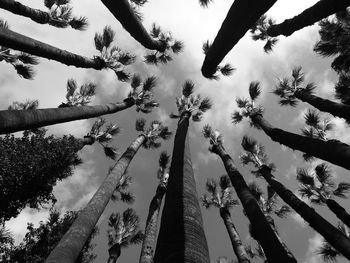 Low angle view of coconut palm trees against sky