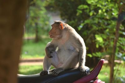 Monkey sitting on tree
