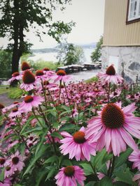 Close-up of fresh purple flowers blooming in park