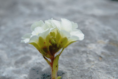 Close-up of white rose flower