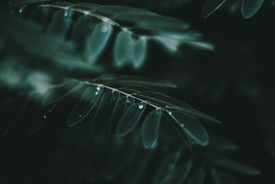 Close-up of raindrops on leaves