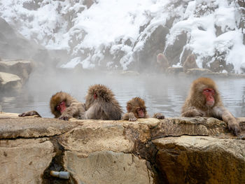 Japanese snow monkey in hot spring