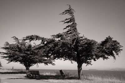 Trees on landscape against clear sky