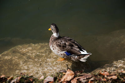 Duck swimming on a lake