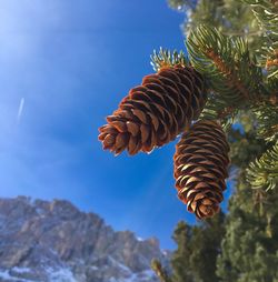 Low angle view of pine cone against sky