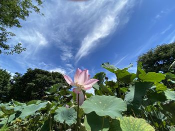 Close-up of pink flowering plant against cloudy sky