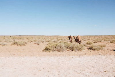 Horse grazing on field