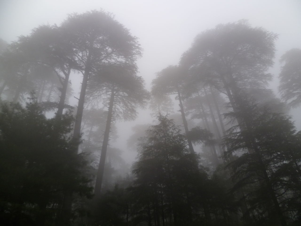 Patnitop kashmir india