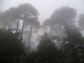 Low angle view of trees in forest