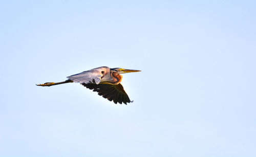 Low angle view of bird flying against clear sky