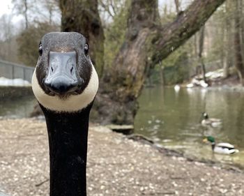 Portrait of canadian goose