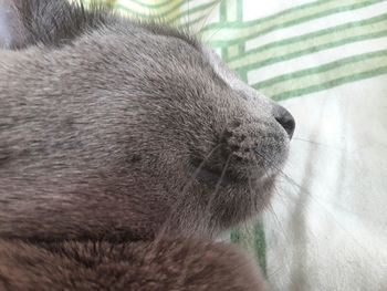 Close-up of cat sleeping