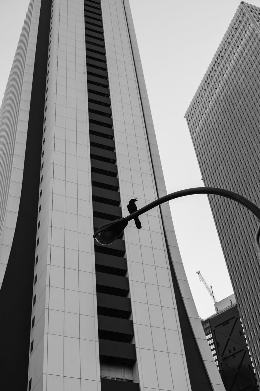 architecture, low angle view, built structure, building exterior, bird, animals in the wild, animal themes, wildlife, modern, flying, city, office building, one animal, sky, building, skyscraper, tall - high, clear sky, perching, spread wings