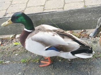 Close-up of mallard duck