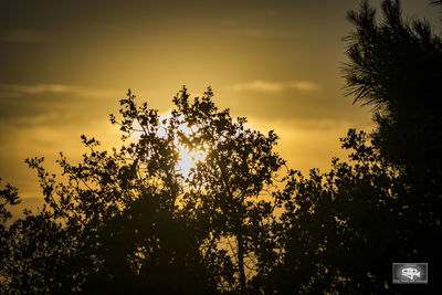 Low angle view of silhouette trees against sky during sunset