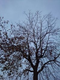 Low angle view of tree against clear sky