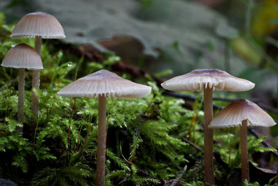 Close-up of mushroom growing in forest