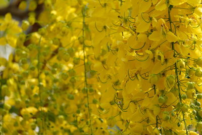 Close-up of yellow flowering plant