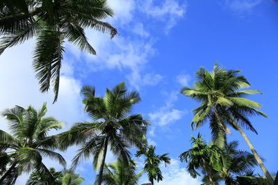 Low angle view of palm trees against sky