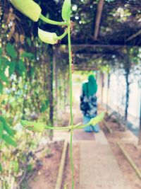 View of flowering plant