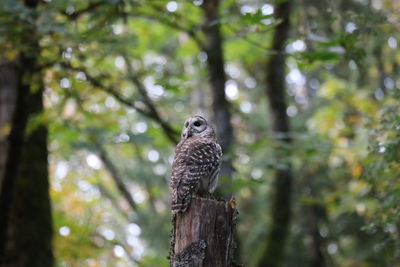 Owl perching on a tree