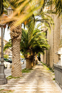 Footpath amidst palm trees in park