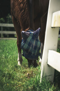 Midsection of horse in a field