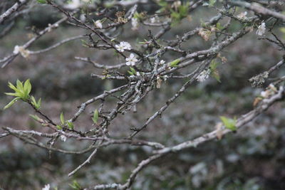 Close-up of leaves on branch