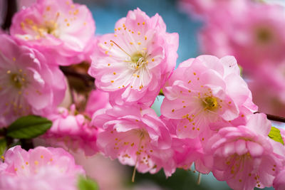 Close-up of pink cherry blossoms