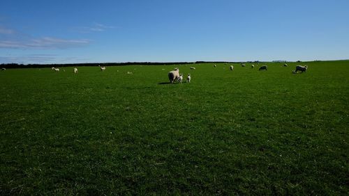 Cows grazing in field