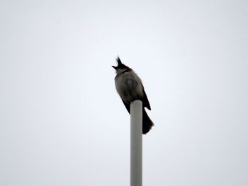Low angle view of bird perching on pole against clear sky