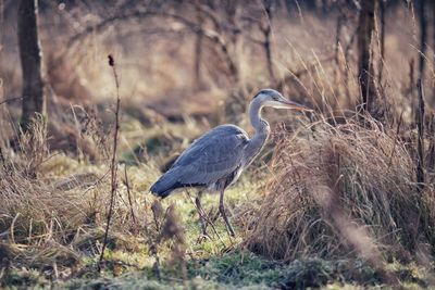 Heron amidst plants in forest