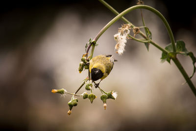 Close-up of grasshopper on flower