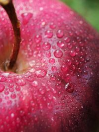 Close-up of raindrops on pink flower