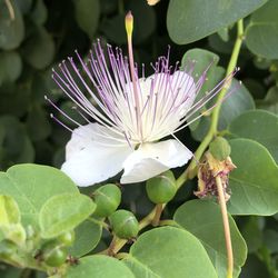 Close-up of flowering plant