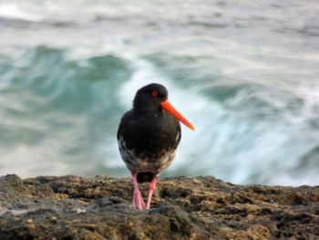 Close-up of bird perching on rock