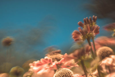 Close-up of flowering plant against sky