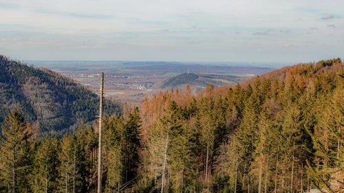 Scenic view of forest against sky