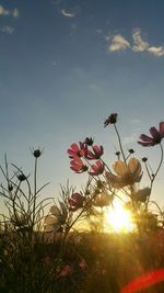 Low angle view of plant against sky at sunset