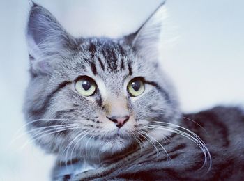 Close-up portrait of cat