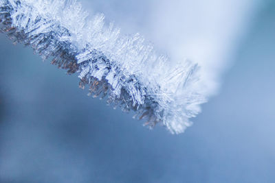 Close-up of frozen plant