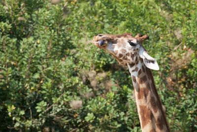 Portrait of giraffe