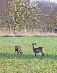 Deer in a field